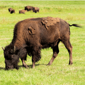 What Does the American Bison Eat