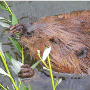 What Does the Beaver Eat