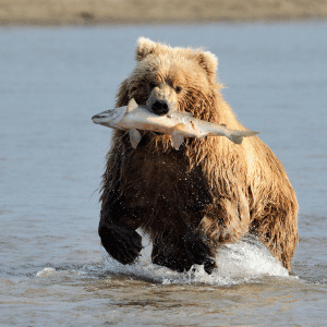 What Does the California State Animal Eat