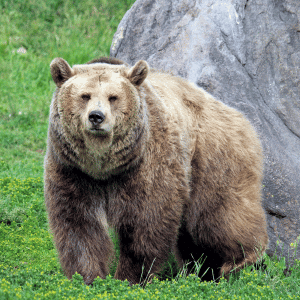 What Is the California State Animal