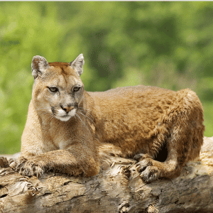 What Is the Florida State Animal