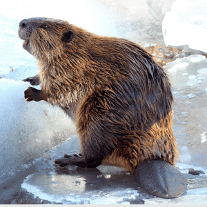 What Is the New York State Animal