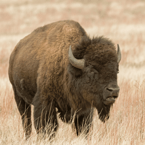 What Is the Oklahoma State Animal