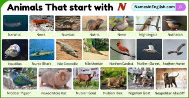 Animals That start with N with Names and Pictures