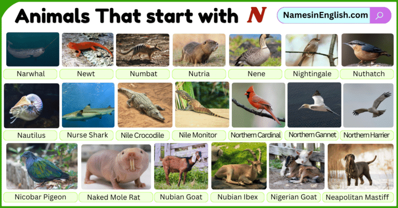 Animals That start with N with Names and Pictures
