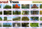 Forest Trees with Pictures and Names in English