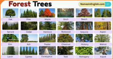 Forest Trees with Pictures and Names in English