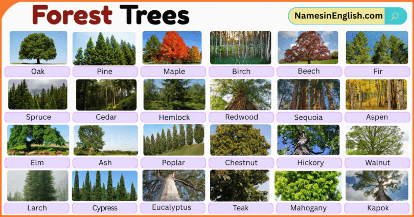 Forest Trees with Pictures and Names in English