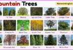 Mountain Trees with Pictures and Names in English