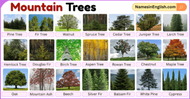 Mountain Trees with Pictures and Names in English