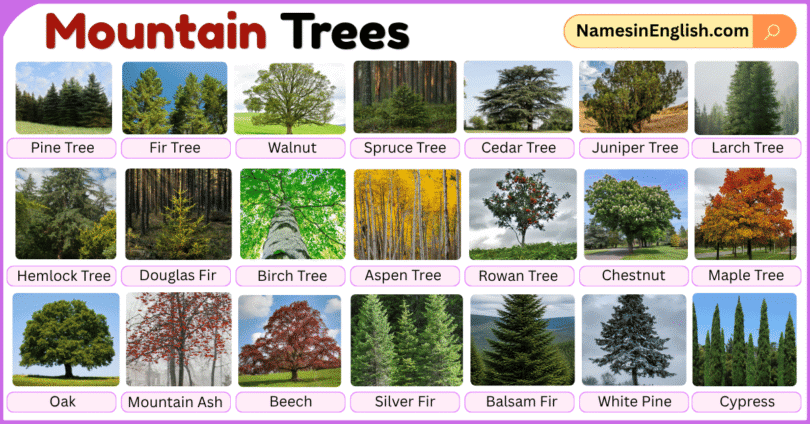 Mountain Trees with Pictures and Names in English