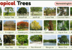 Tropical Trees with Pictures and Names in English