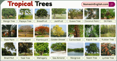 Tropical Trees with Pictures and Names in English