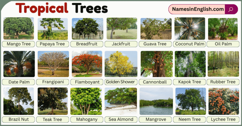 Tropical Trees with Pictures and Names in English