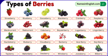 Types of Berries with Pictures and Names in English