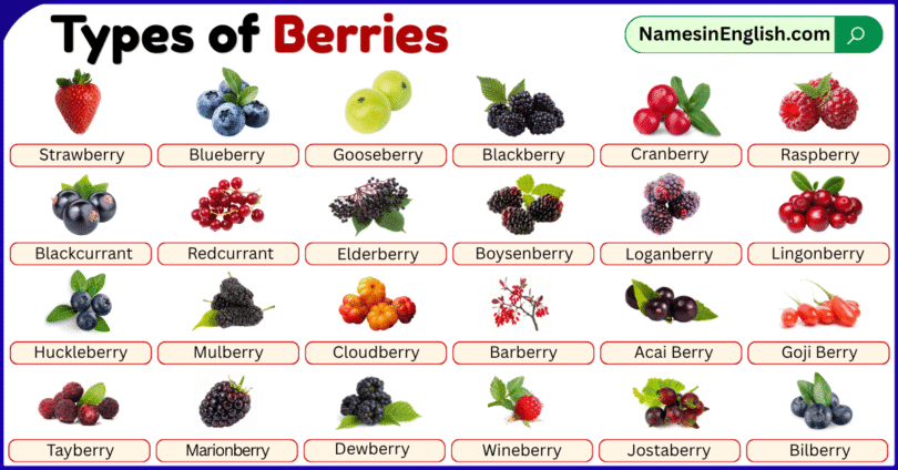 Types of Berries with Pictures and Names in English