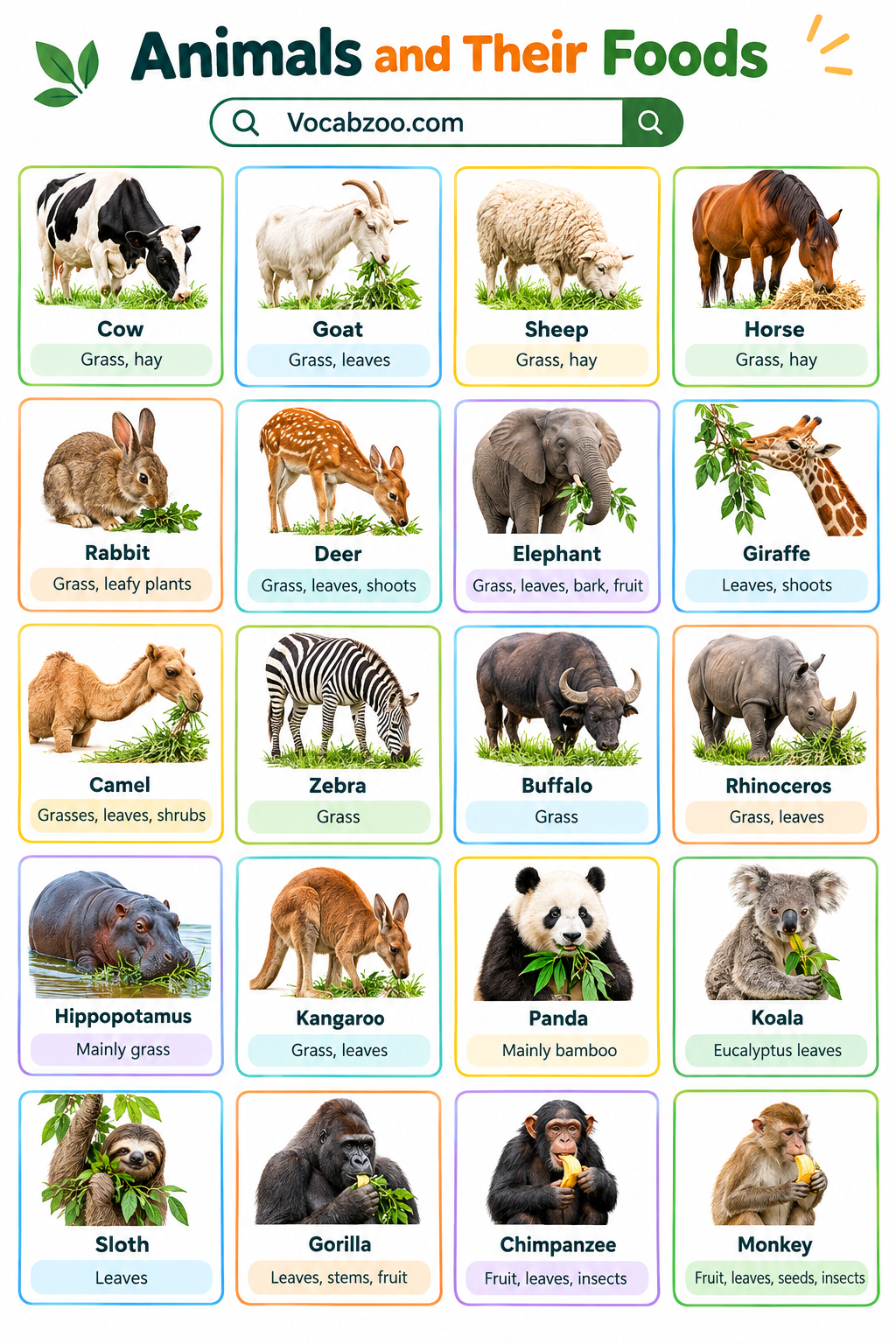 Animals and Their Foods names