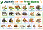 Animals and their Foods Name with Pictures